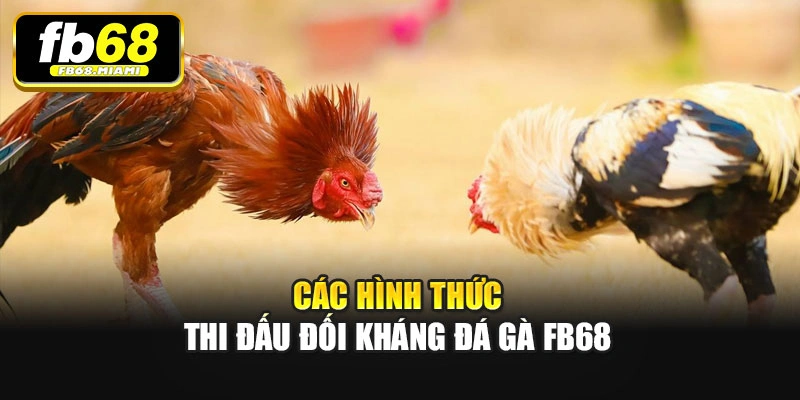 Các hình thức thi đấu đối kháng Đá gà Fb68