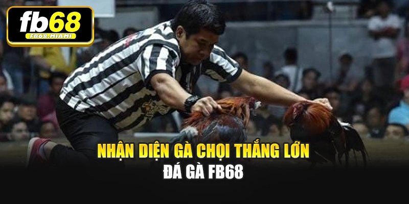 Nhận diện gà chọi thắng lớn Đá gà Fb68