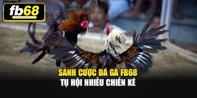 Sảnh cược Đá gà Fb68 tụ hội nhiều chiến kê